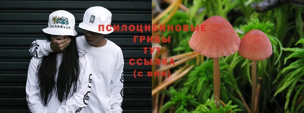 хмурый Белокуриха
